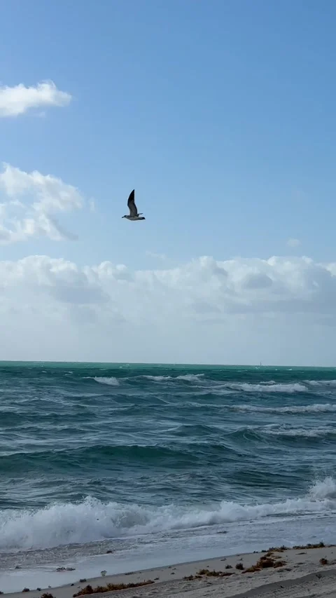 Seagull soars over turquoise waves and sandy beach under partly cloudy sky Stock Footage 315524707