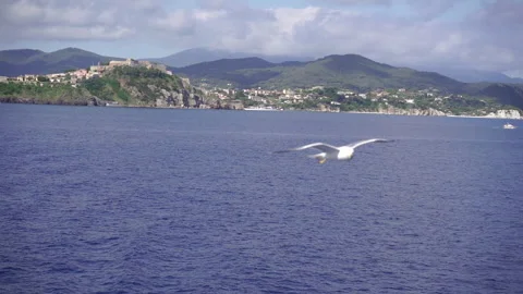 A seagull soars in the sky against the backdrop of the old town. Stock Footage 329483200