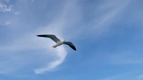 Seagull soars in the sky against the background of sky Stock Footage 149502183