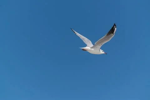 Seagull soars in the sky Stock Photos