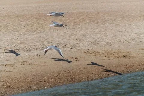 Seagull soars in the sky Stock Photos