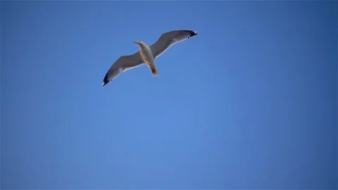 Seagull soars in slow motion in blue sky. Stock Footage 121245246