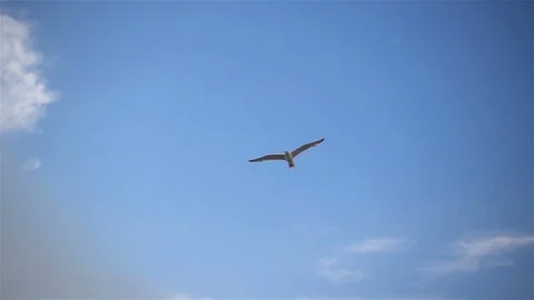 Seagull soars in slow motion Stock Footage 151650704