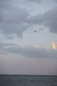 Seagull soars in the sunset sky over the sea Foto stock