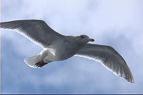 A seagull soars through the air. Video stock 552611