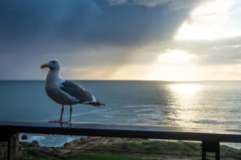 Seagull in Sonoma Stock Photos