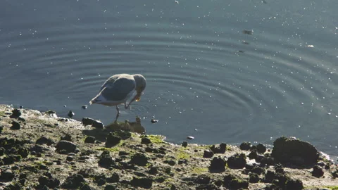 Seagull splashing and cleaning itself in the bay water early morning Stock Footage 304274892
