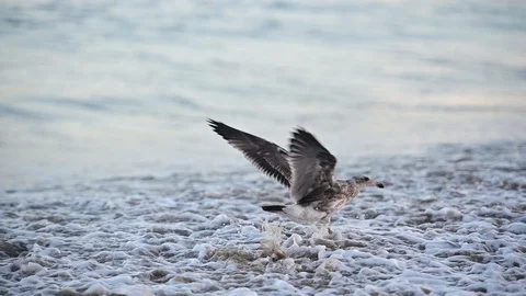 Seagull splashing in the pacific ocean 스톡 동영상 115932466