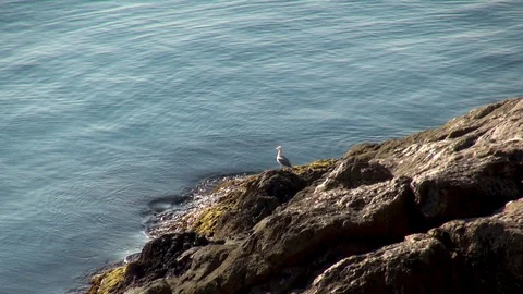 Seagull spread its wings and grabbed fish with its beak. Video stock 108429978