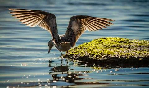 A seagull spread its wings in preparation for takeoff. Stock Photos
