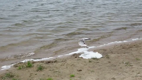 The seagull spread its wings on the shore of the lake Stock Footage