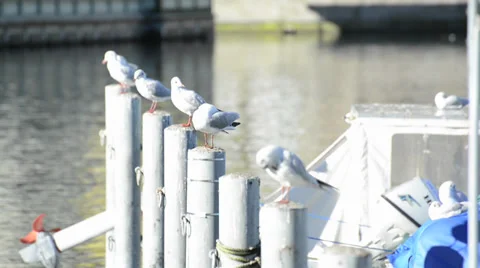 Seagull spread wing on pole Stock Footage 32281015