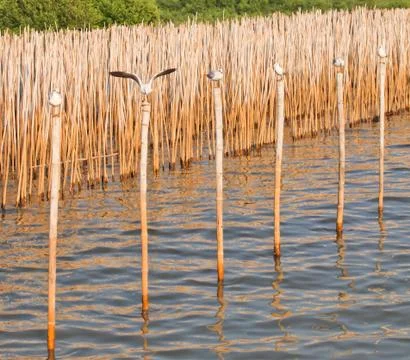 Seagull spread the wings Stock Photos
