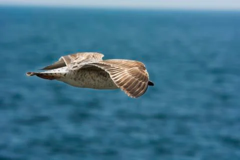 Seagull with spread wings Stock Photos