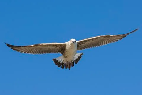 Seagull with spread wings Stock Photos