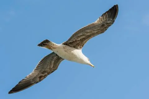 Seagull with spread wings Stock Photos