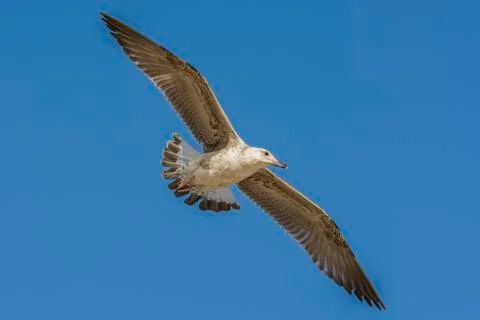 Seagull with spread wings Stock-Fotos