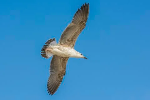 Seagull with spread wings Stock Photos