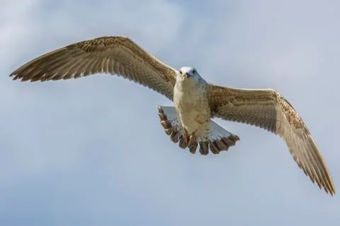 Seagull with spread wings Stock Photos