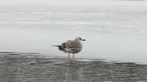 Seagull spreads its wings while standing on ice Stock Footage 76219815