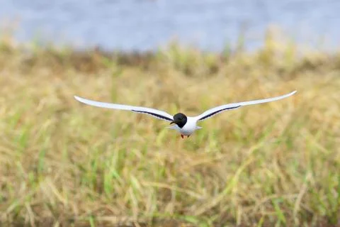 Seagull in the spring in Siberia Stock-Fotos