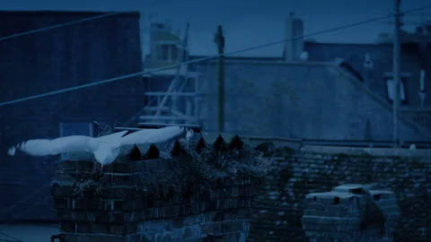 Seagull Squawks And Flys Off Rooftop At Dusk Stock Footage 265605111