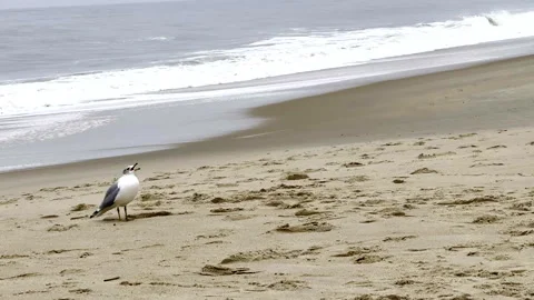 Seagull squawks on the beach. Stock Footage 335479214