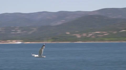 SEAGULL ST TROPEZ HARBOUR Stock Footage 45526378