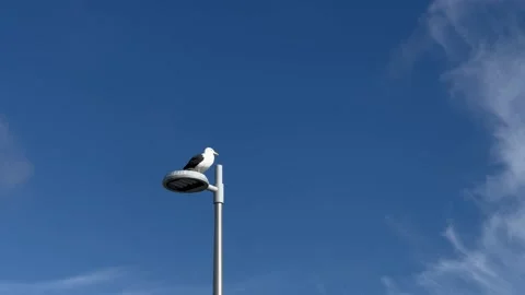 Seagull stand on light pole with blue sky Stock Footage 201139714