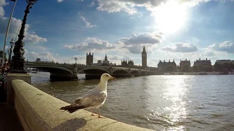 Seagull standing and view of Westminster Bridge and Big Ben Tower,London Stock Footage 79925834