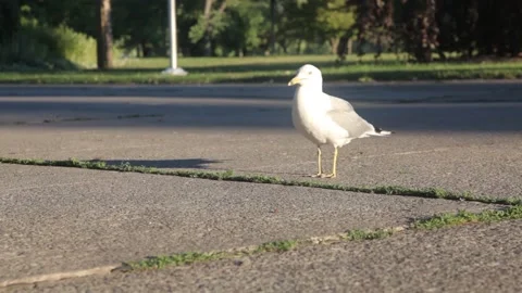 Seagull Standing and Walking on Concrete Path in Park Stock Footage 341033271