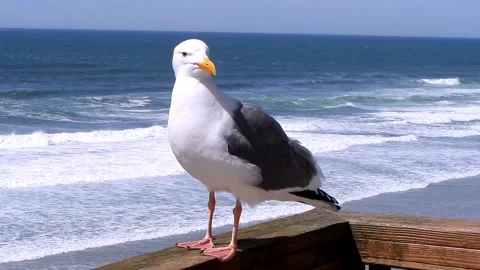 Seagull Standing On A Balcony Rail Stock Footage 150394791