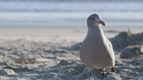 Seagull standing on Beach Stock Footage 117361365