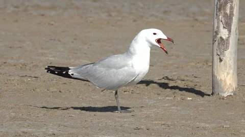 Seagull standing in the beach Stock Footage 274045292