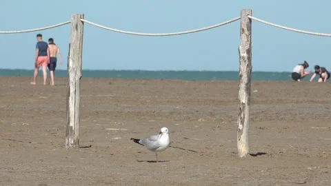 Seagull standing in the beach Vidéo 274119036