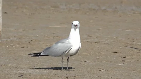 Seagull standing in the beach 库存影片 274182782