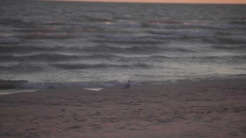 Seagull Standing on Beach with Ocean Waves at Sunset Stock Footage 326290712