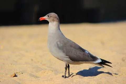 Seagull Standing On The Beach Stock Photos