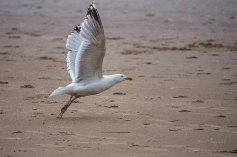 Seagull standing on the beach with shells all around it Stock Photos