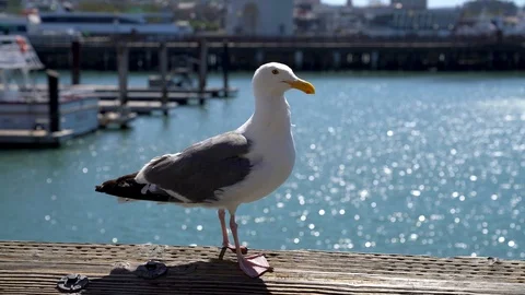 Seagull standing on a bench at Pier 39, the fisherman's wharf Vidéo 126227166