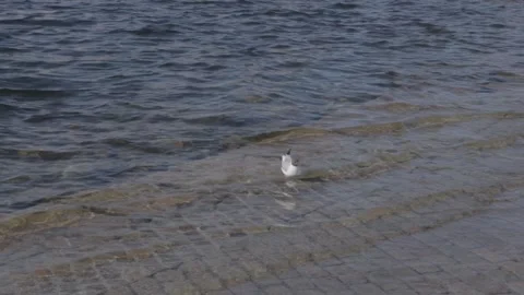 Seagull Standing Beside Oslo Opera House Waterfront Stock Footage 340959662