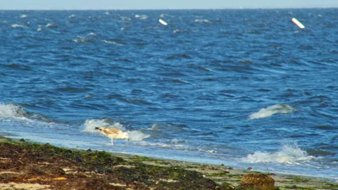 A Seagull is standing on a blue ocean beach. Fierce waves crashing on the shore Stock Footage 156581653