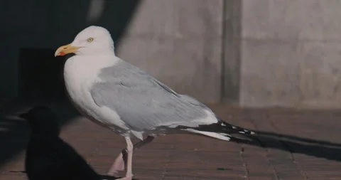 Seagull Standing On Brick Pavement Stock Footage 341837050