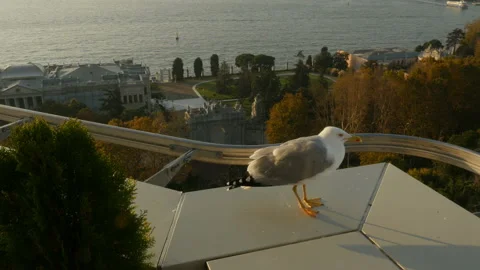 Seagull standing on the building edge 動画素材 123780511