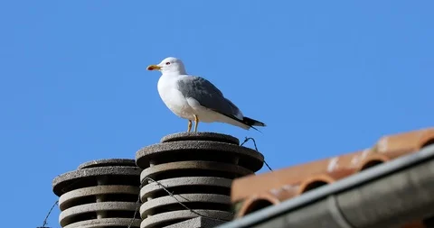 Seagull Standing On The Chimney Stock Footage 124095345