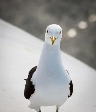 Seagull standing close up Stock Photos