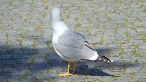 Seagull standing on a cobblestone pavement, calmly observing its surroundin.. 스톡 동영상 293718154