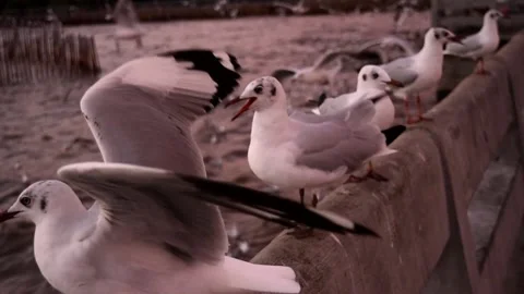 Seagull standing on concrete bridge at sunset Stock Footage 132019281