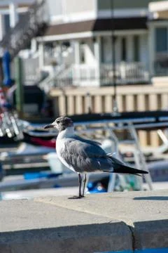 A Seagull Standing On a Concrete Ledge Looking Off in the Distance Stock Photos