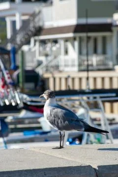 A Seagull Standing On a Concrete Ledge Looking Off in the Distance Stock Photos